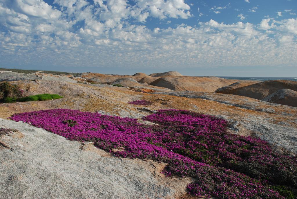 The Oystercatchers Haven At Paternoster Extérieur photo